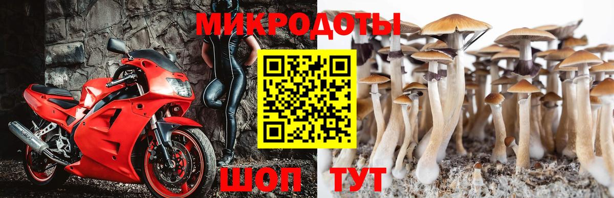 Элиста  Галлюциногенные грибы Cubensis  Вход с VPN 